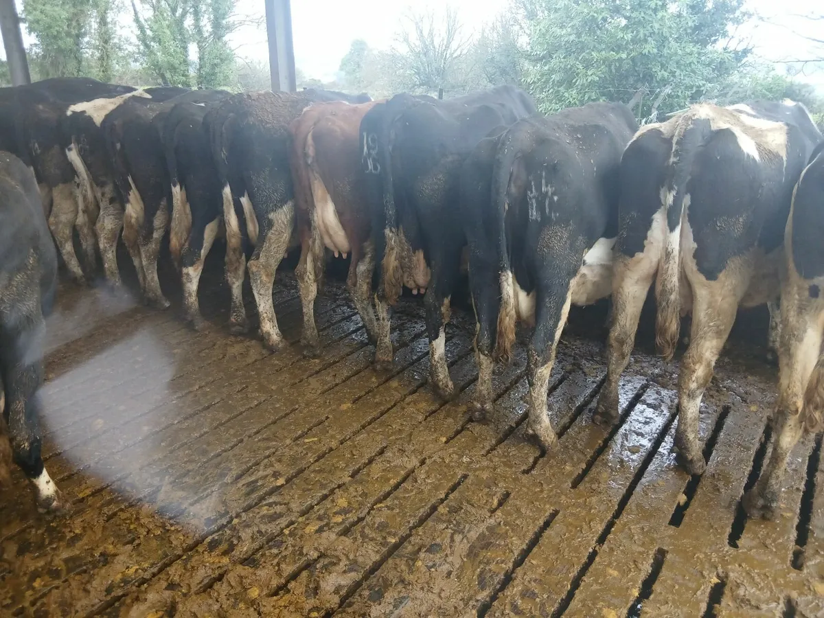 Full Herd of 50 Head For Sale - Image 3