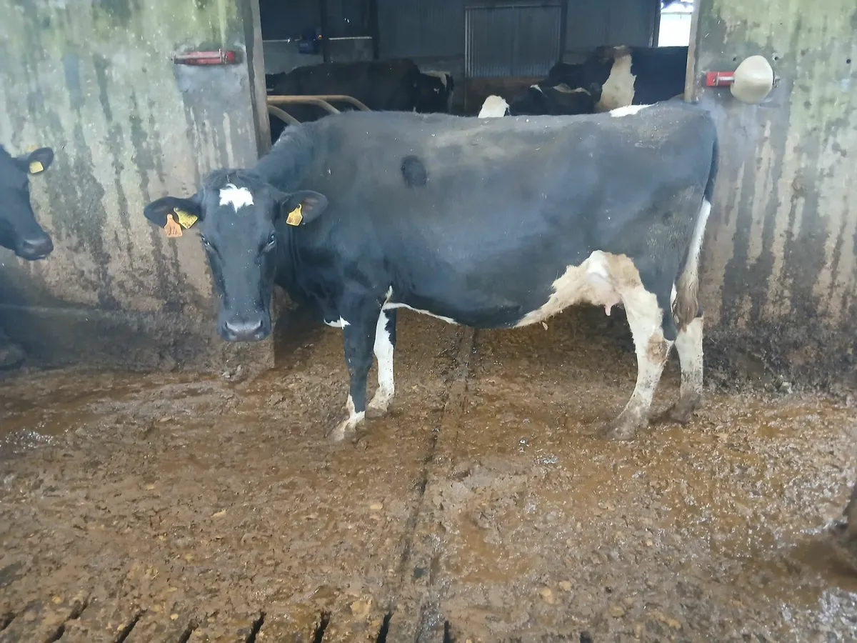 Full Herd of 50 Head For Sale - Image 4