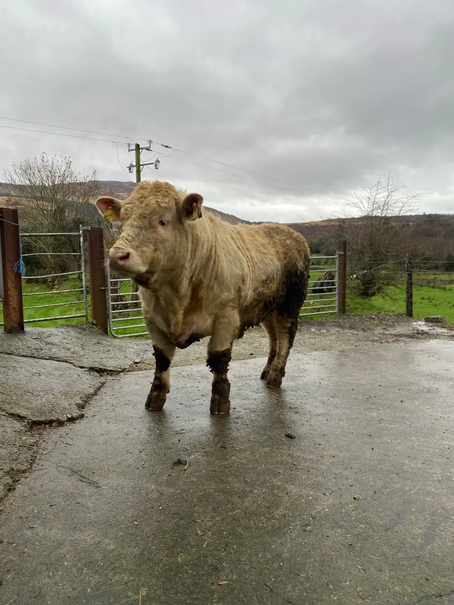 Pedigree Charolais Bull - Image 1