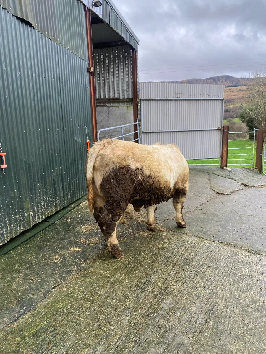 Pedigree Charolais Bull - Image 2