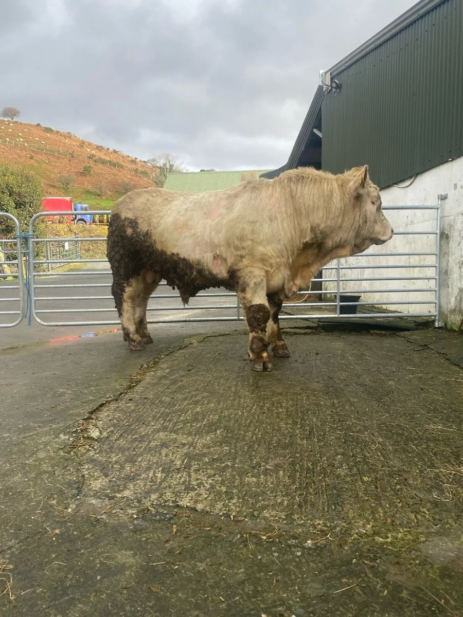 Pedigree Charolais Bull - Image 3
