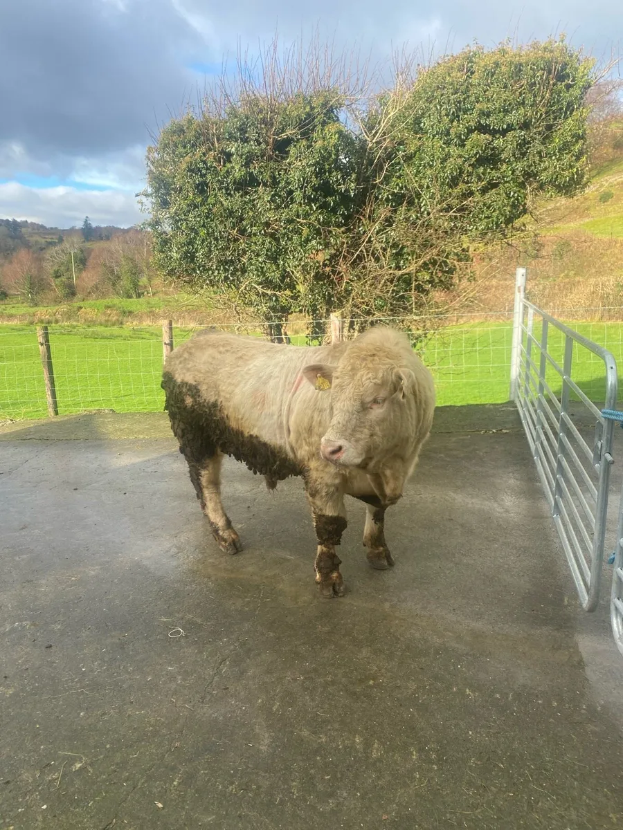 Pedigree Charolais Bull - Image 4