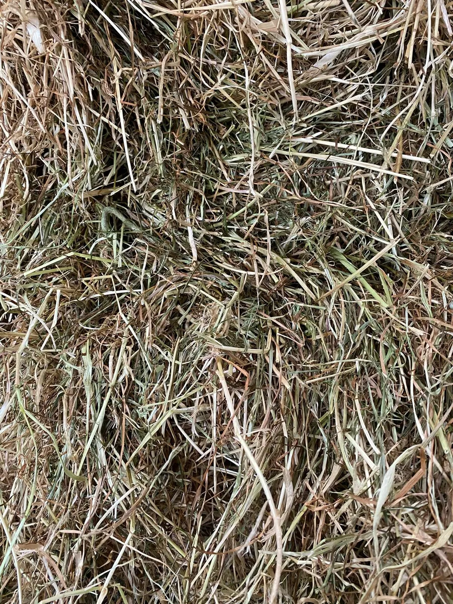 Round bales of hay - Image 3