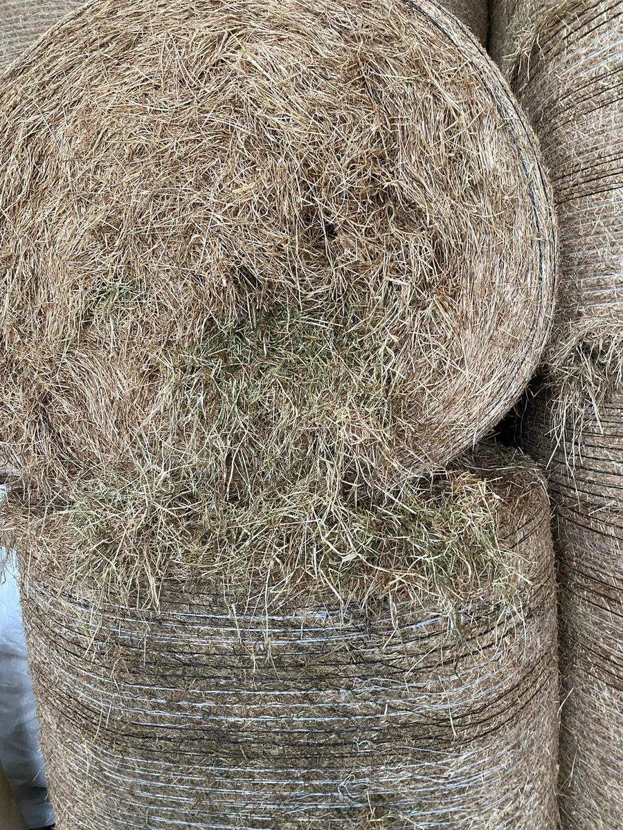 Round bales of hay - Image 1