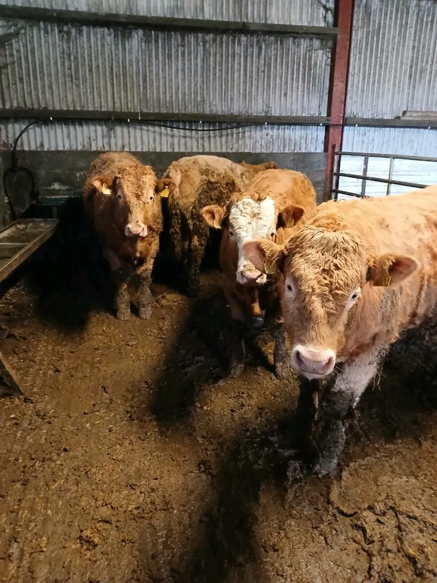 Charolais weanlings bull's - Image 3