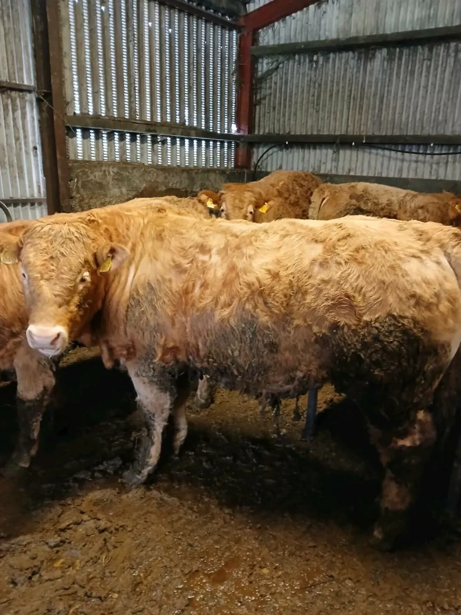 Charolais weanlings bull's - Image 2