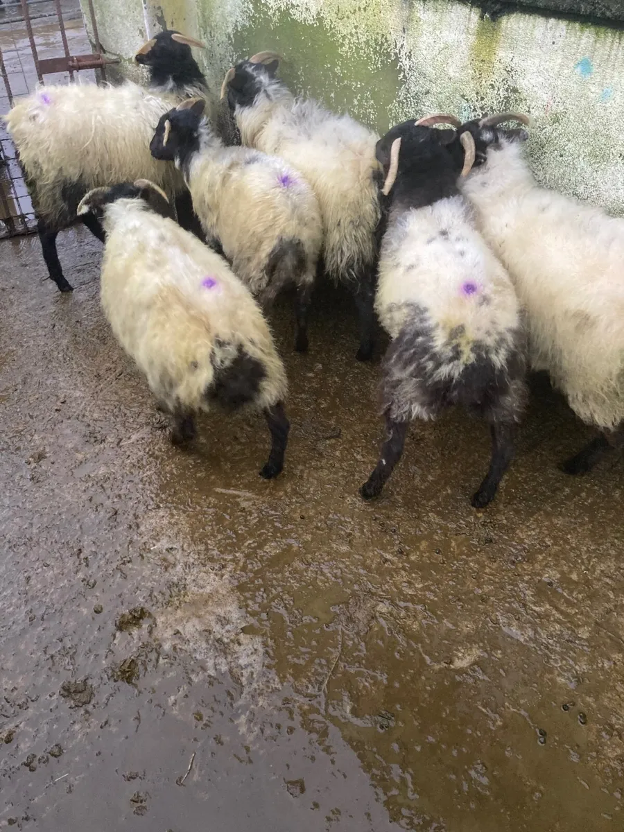 Horned ewe lambs - Image 1