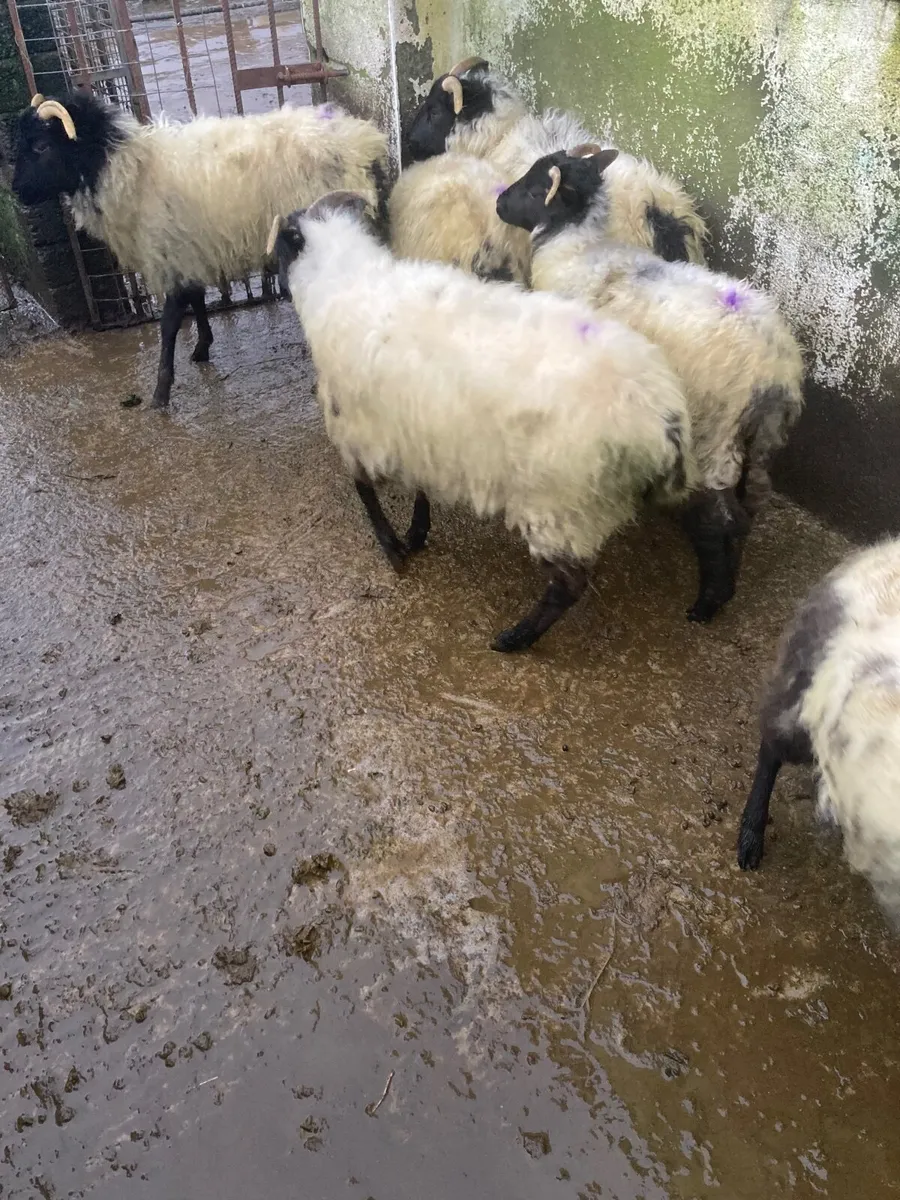 Horned ewe lambs - Image 2