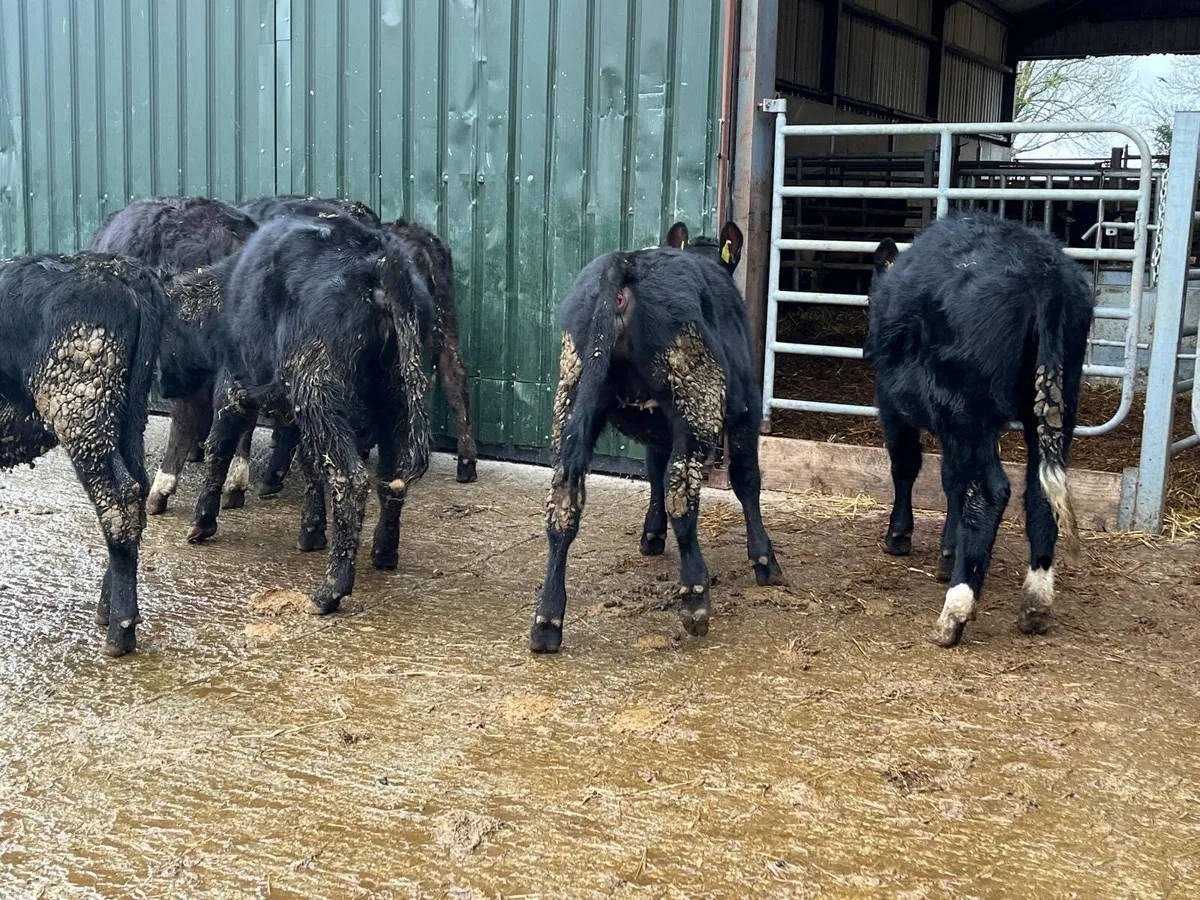 8 super Angus yearling heifers - Image 2