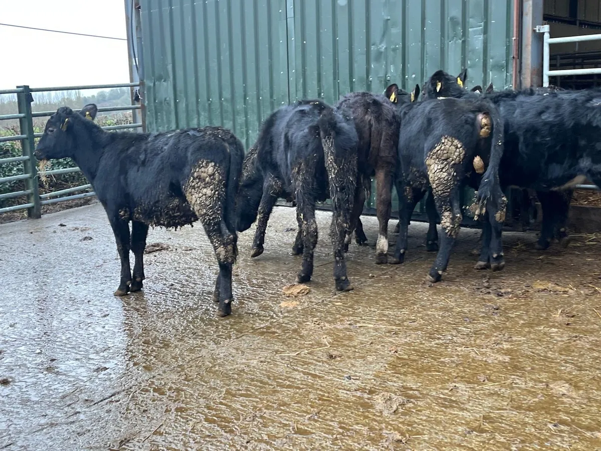 8 super Angus yearling heifers - Image 3