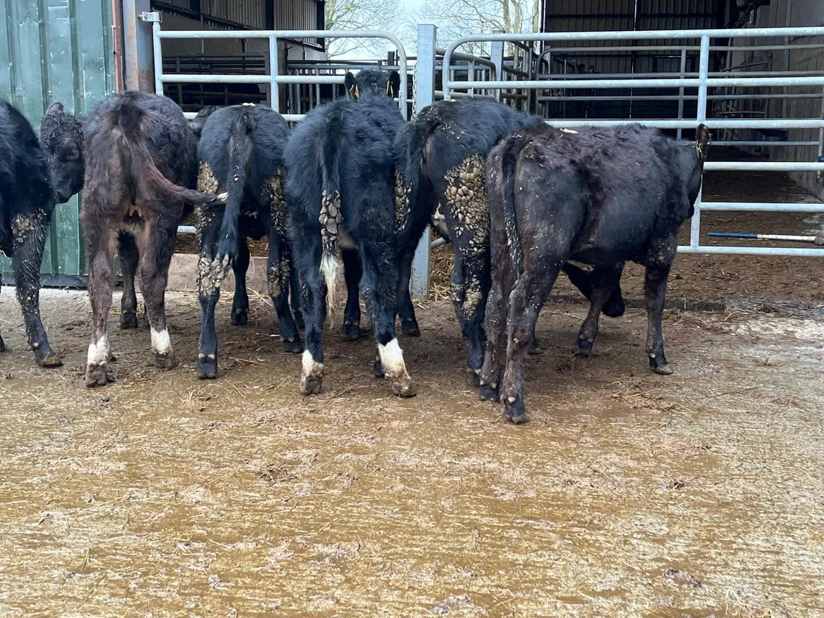 8 super Angus yearling heifers - Image 4