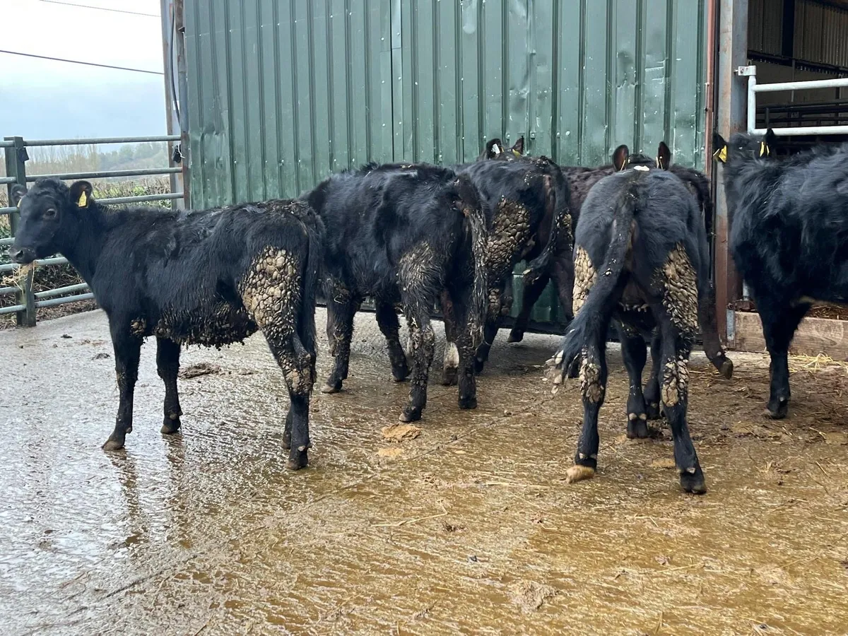 8 super Angus yearling heifers - Image 1