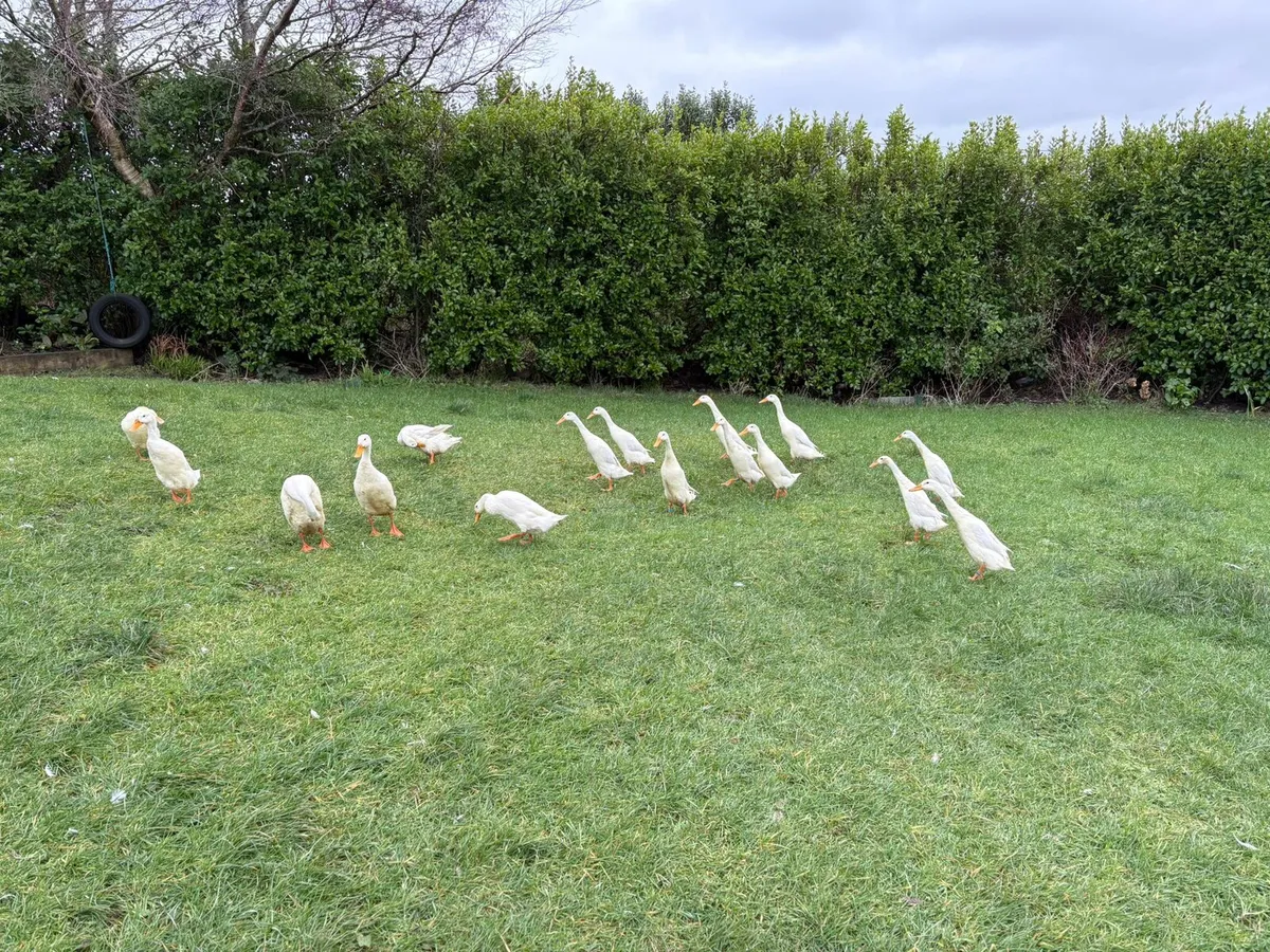 Indian Runner Duck & Pied Call Ducks - Image 2