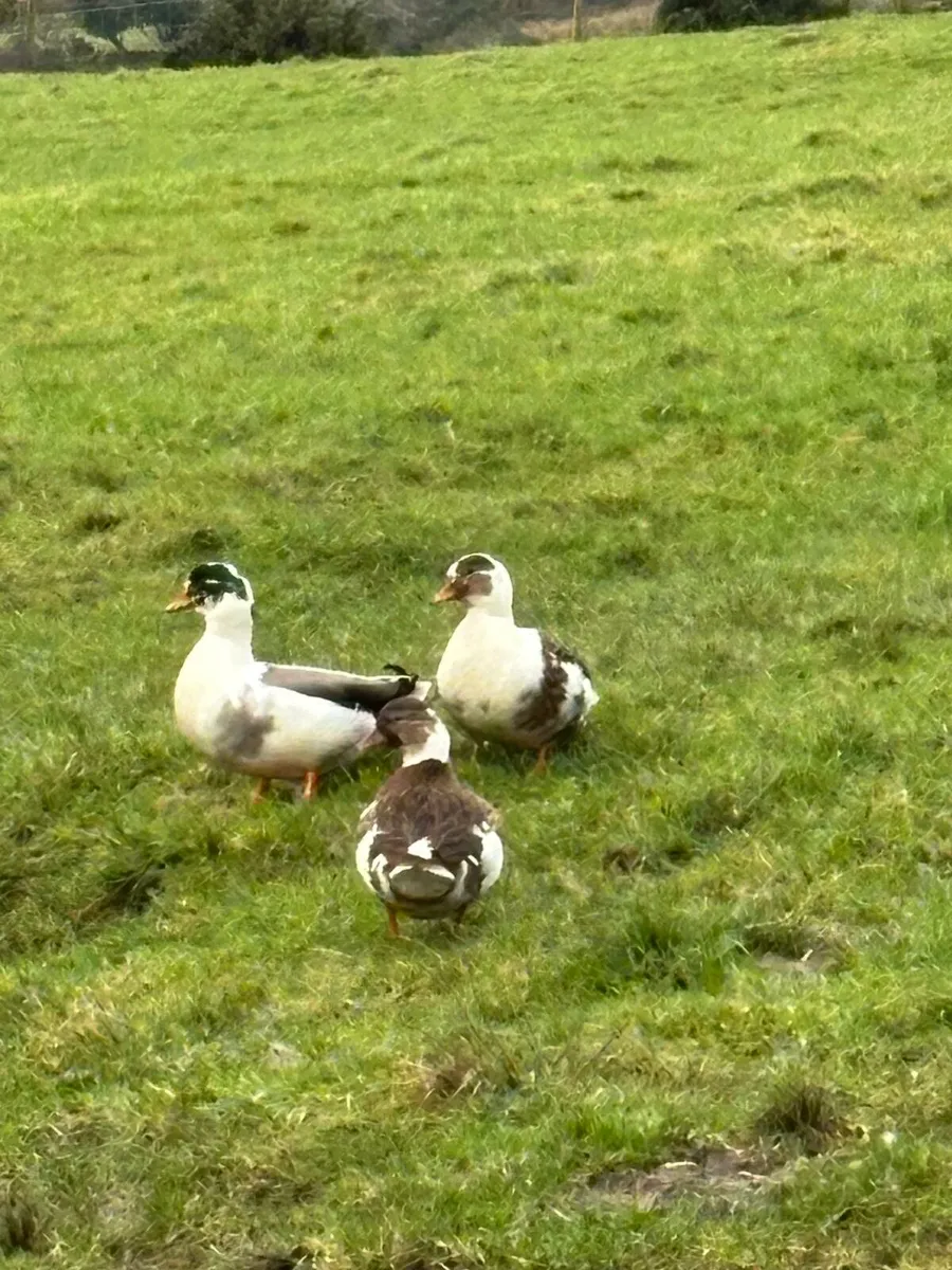 Indian Runner Duck & Pied Call Ducks - Image 3