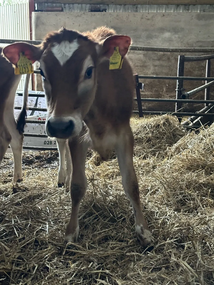 Jersey heifers - Image 1