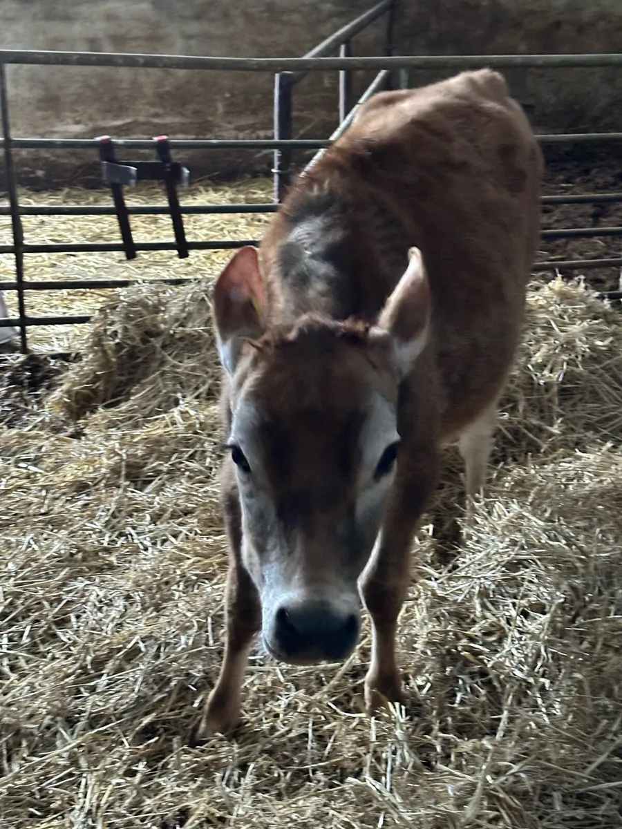 Jersey heifers - Image 2
