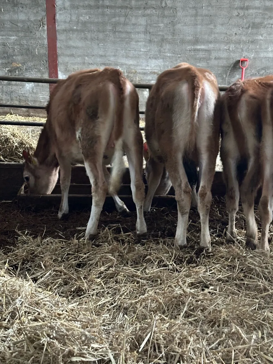 Jersey heifers - Image 4