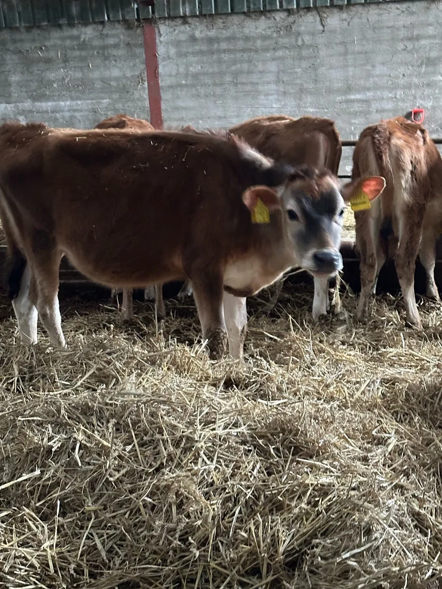 Jersey heifers - Image 3