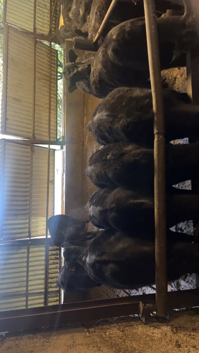 Angus Yearling Bulls - Image 1