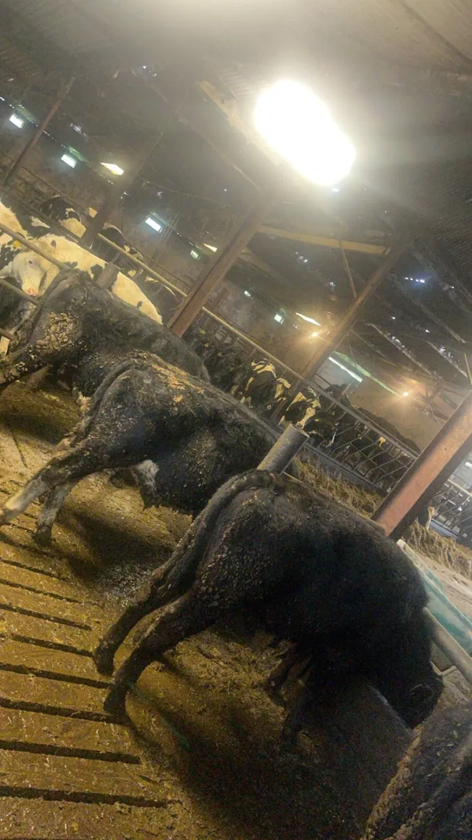 Angus Yearling Bulls - Image 4