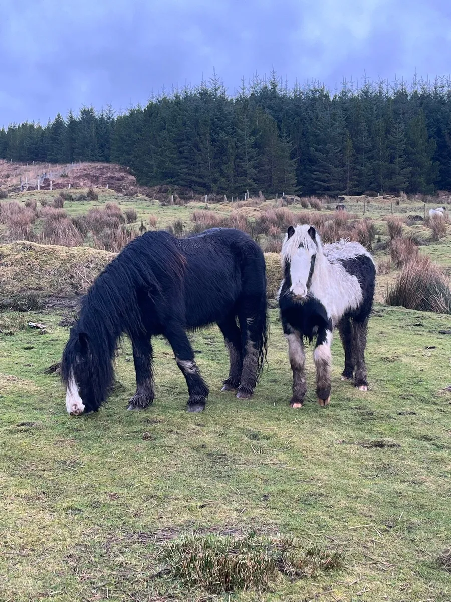2 filly mare ponies - Image 2