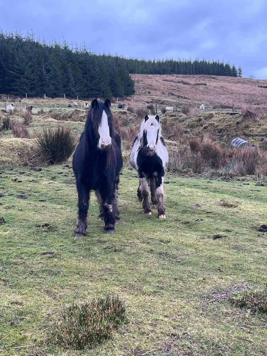 2 filly mare ponies - Image 3