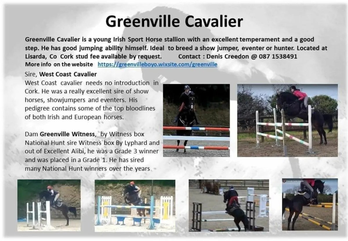 GREENVILLE CAVALIER AT STUD - Image 1