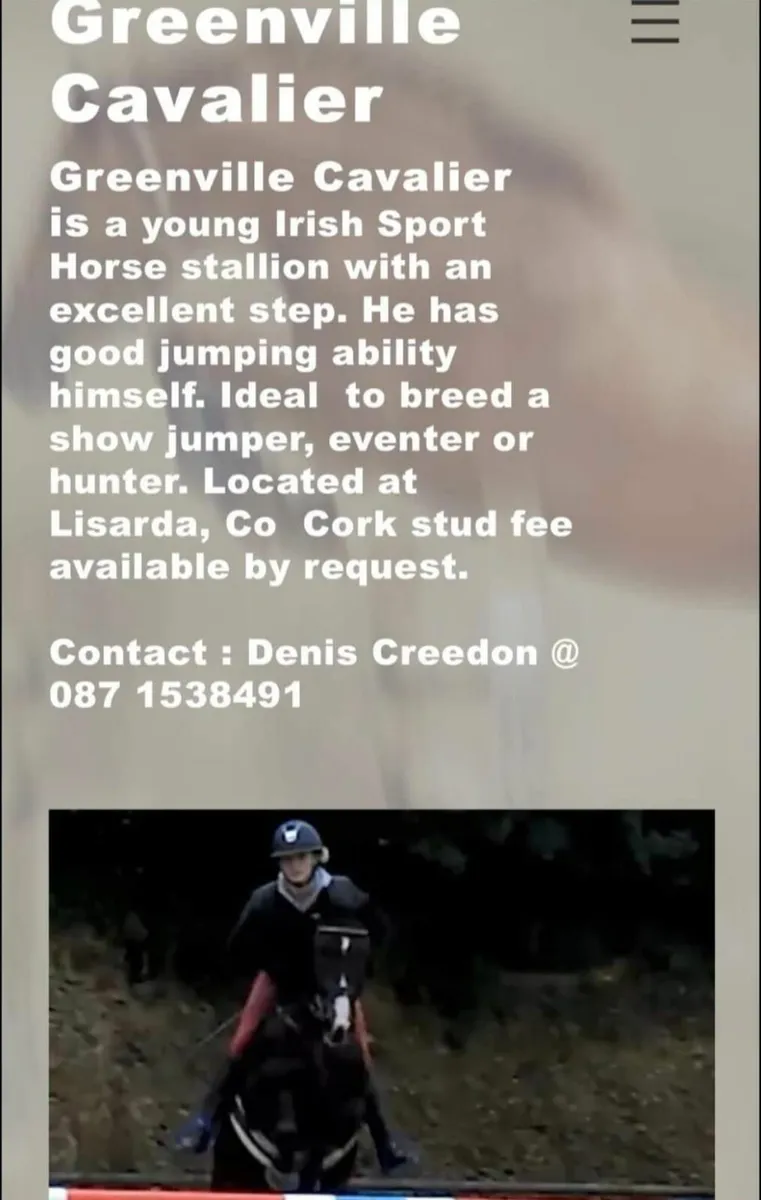 GREENVILLE CAVALIER AT STUD - Image 3