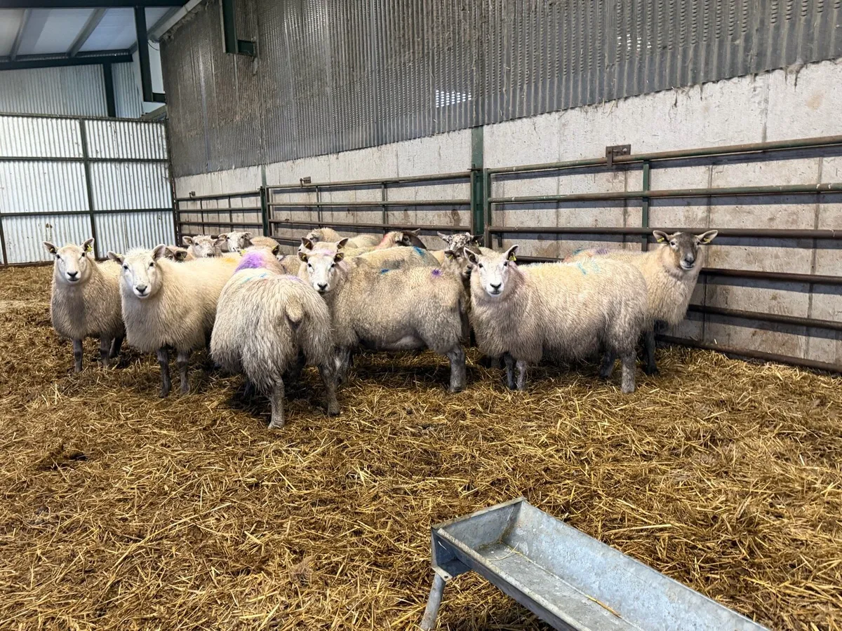 Springing ewes - Image 2