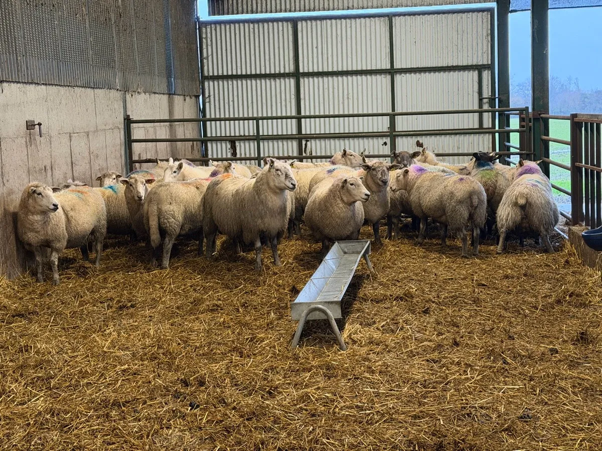 Springing ewes - Image 3