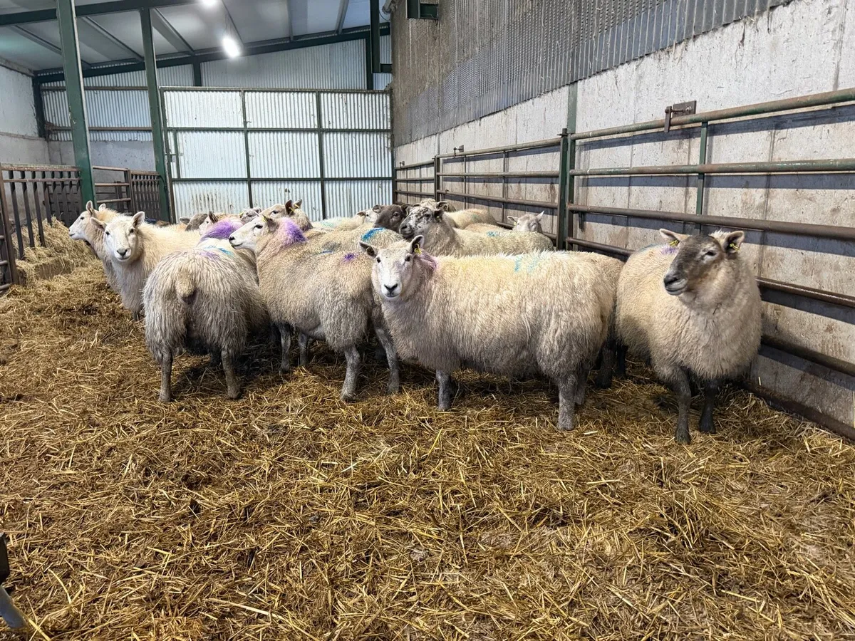 Springing ewes - Image 4