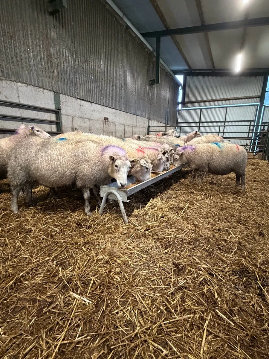 Springing ewes - Image 1