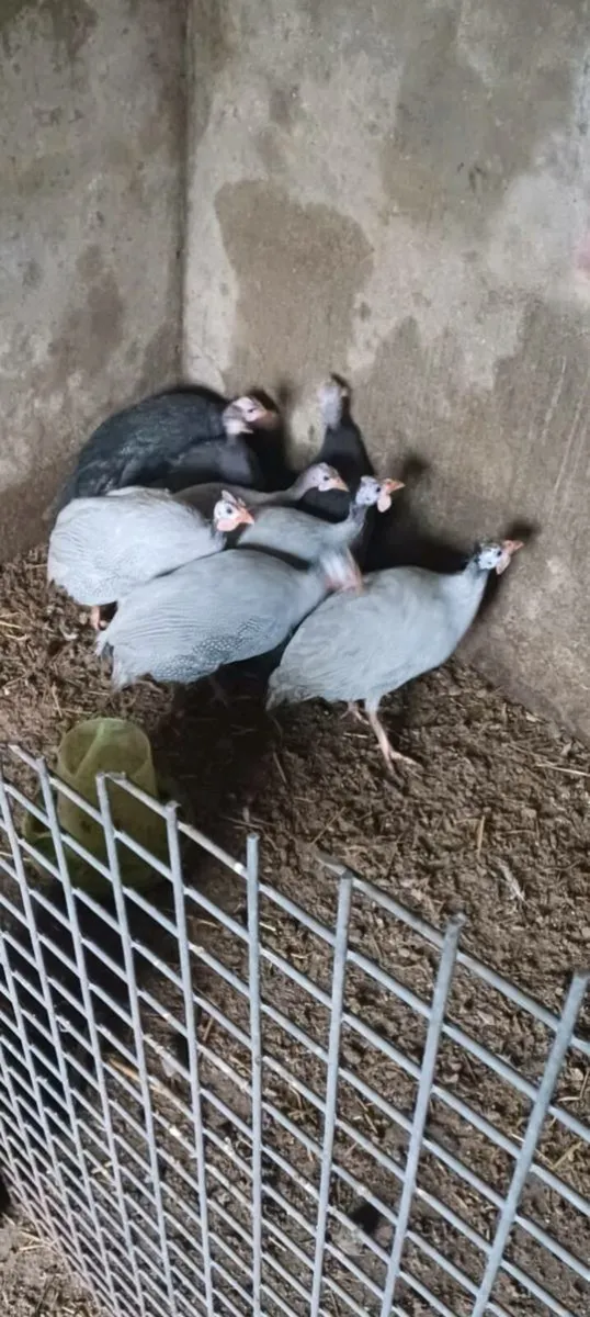 Guinea fowl
