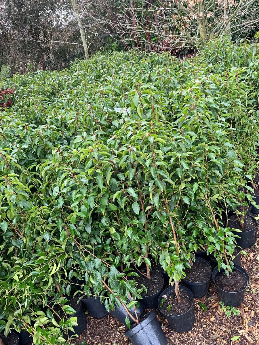 Portuguese Laurel hedging - Image 3