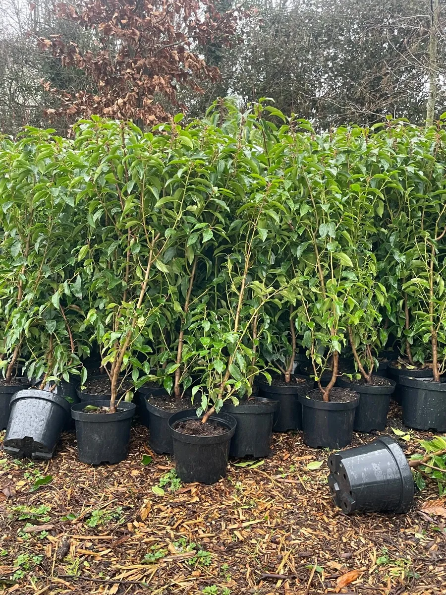 Portuguese Laurel hedging - Image 1