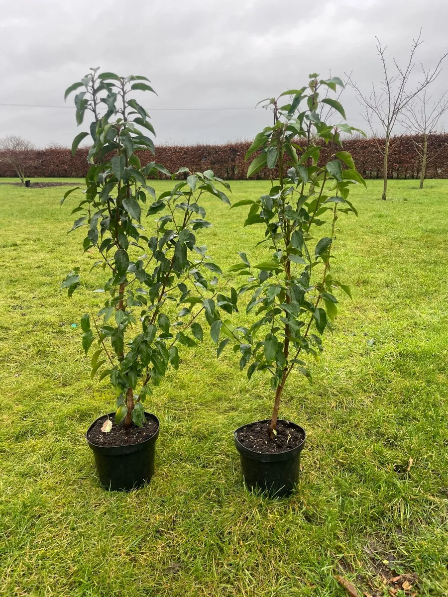 Portuguese Laurel hedging - Image 2