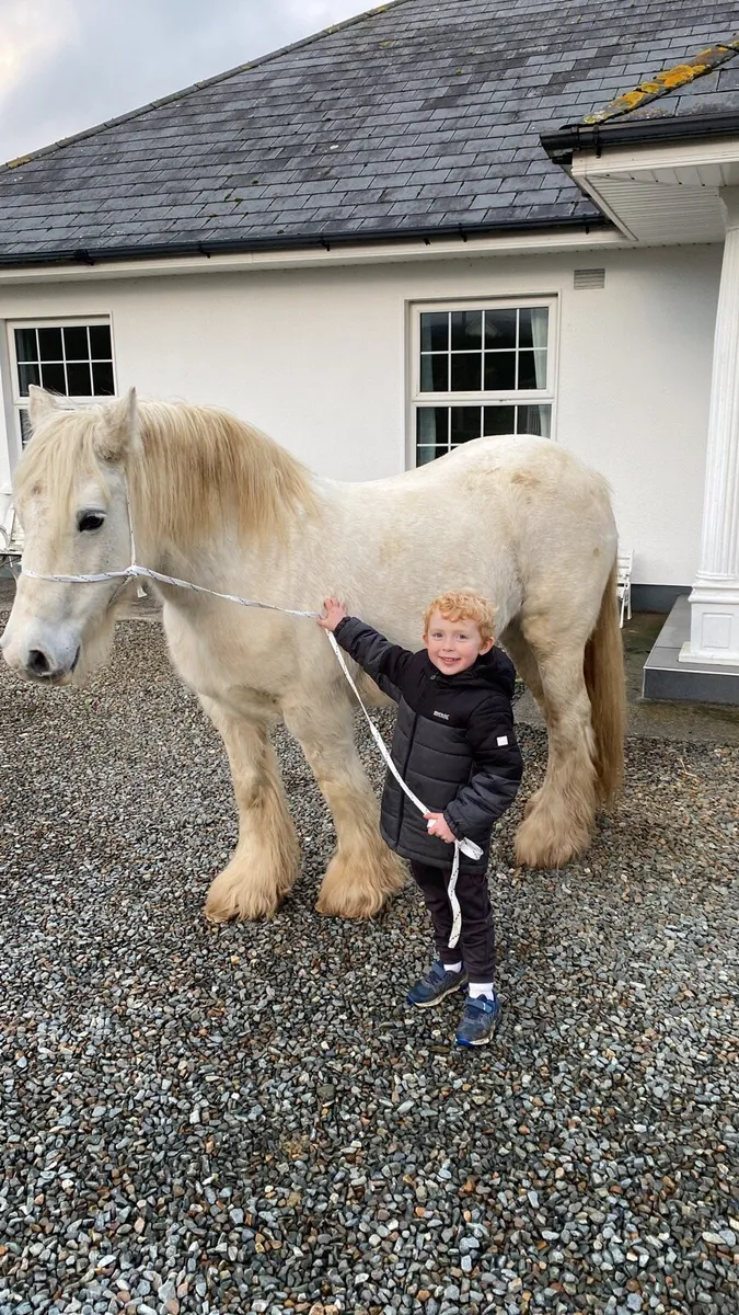 11 year old bombproof mare - Image 1