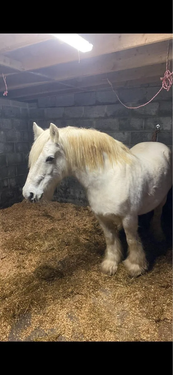 11 year old bombproof mare - Image 3