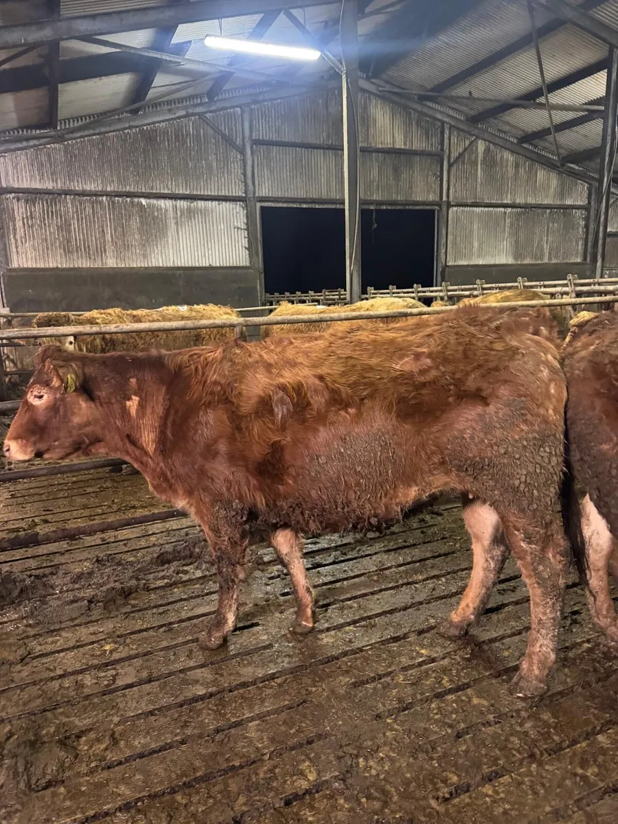 Gort Mart: Thurs 29th Jan: In calf Heifers - Image 3