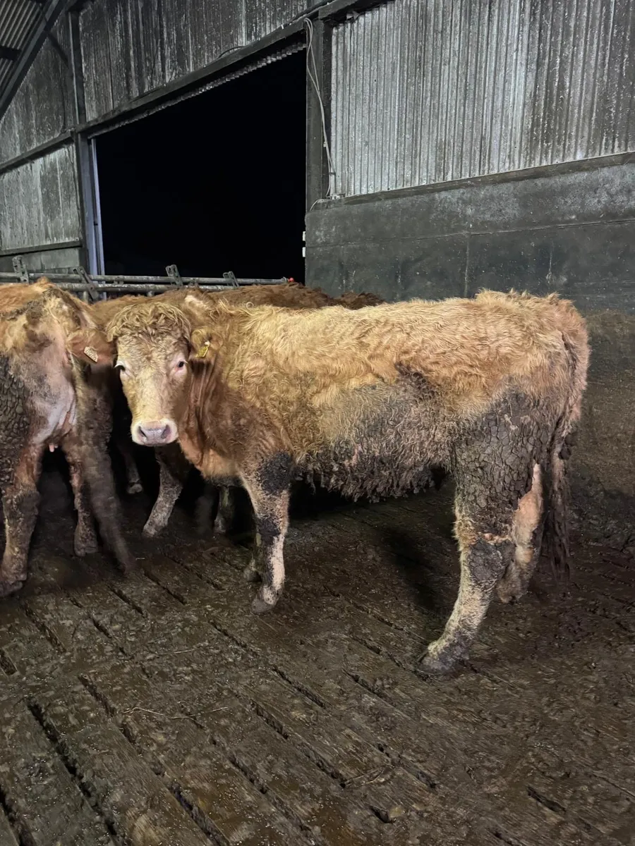 Gort Mart: Thurs 29th Jan: In calf Heifers - Image 4