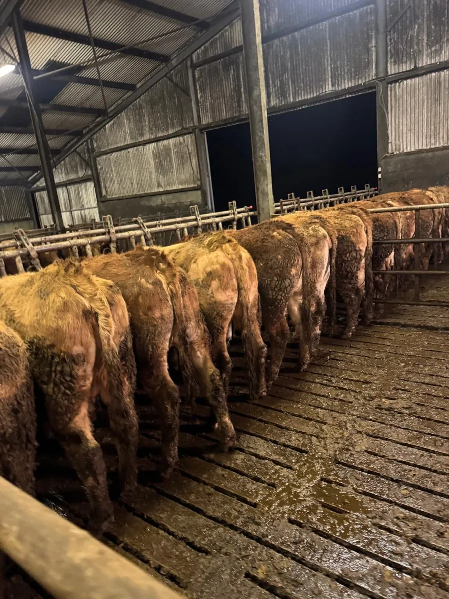 Gort Mart: Thurs 29th Jan: In calf Heifers - Image 1