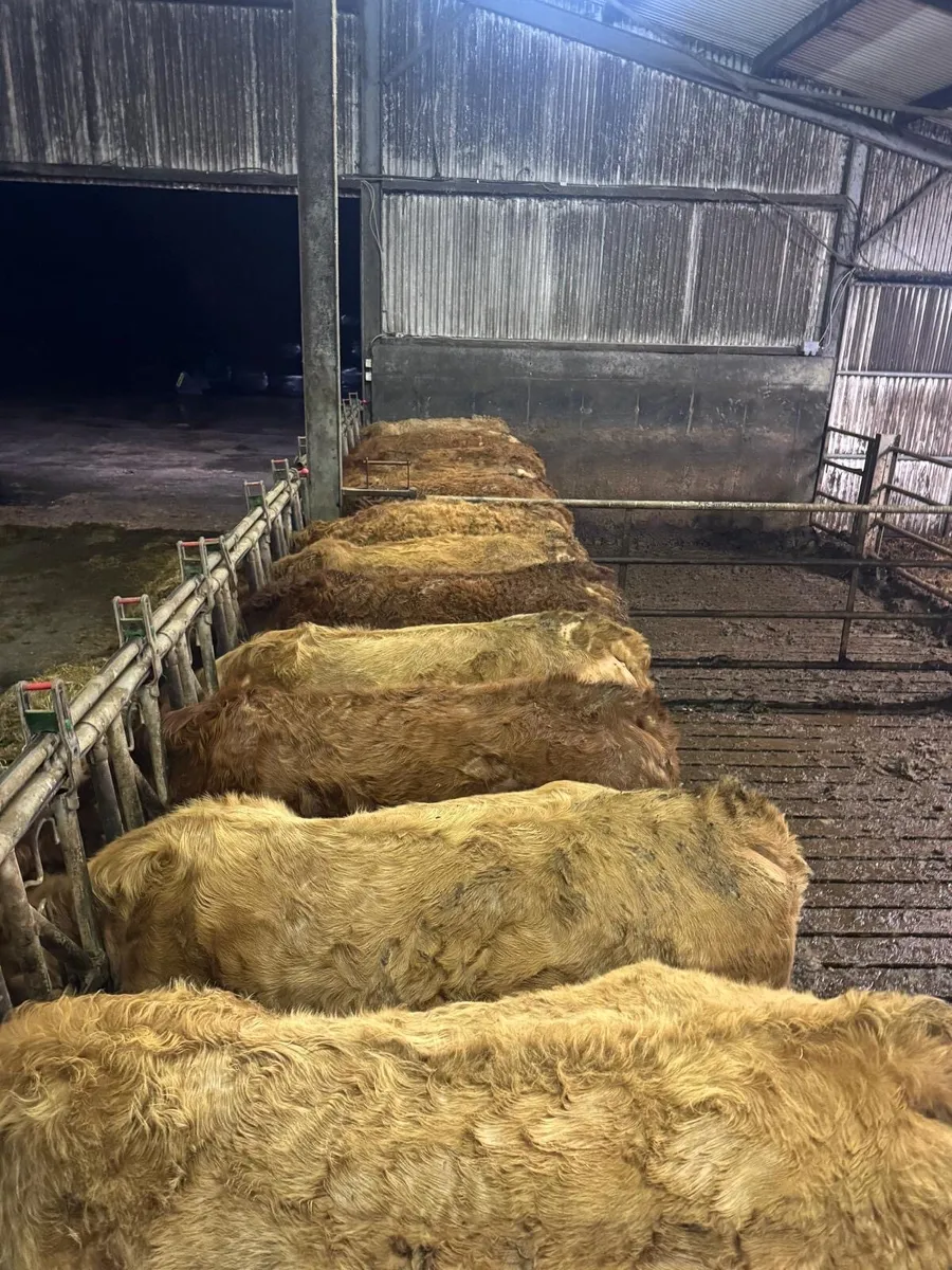 Gort Mart: Thurs 29th Jan: In calf Heifers - Image 2