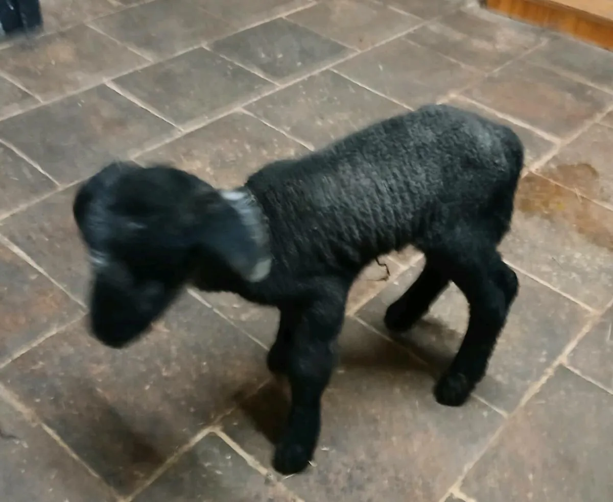 Pet Lamb