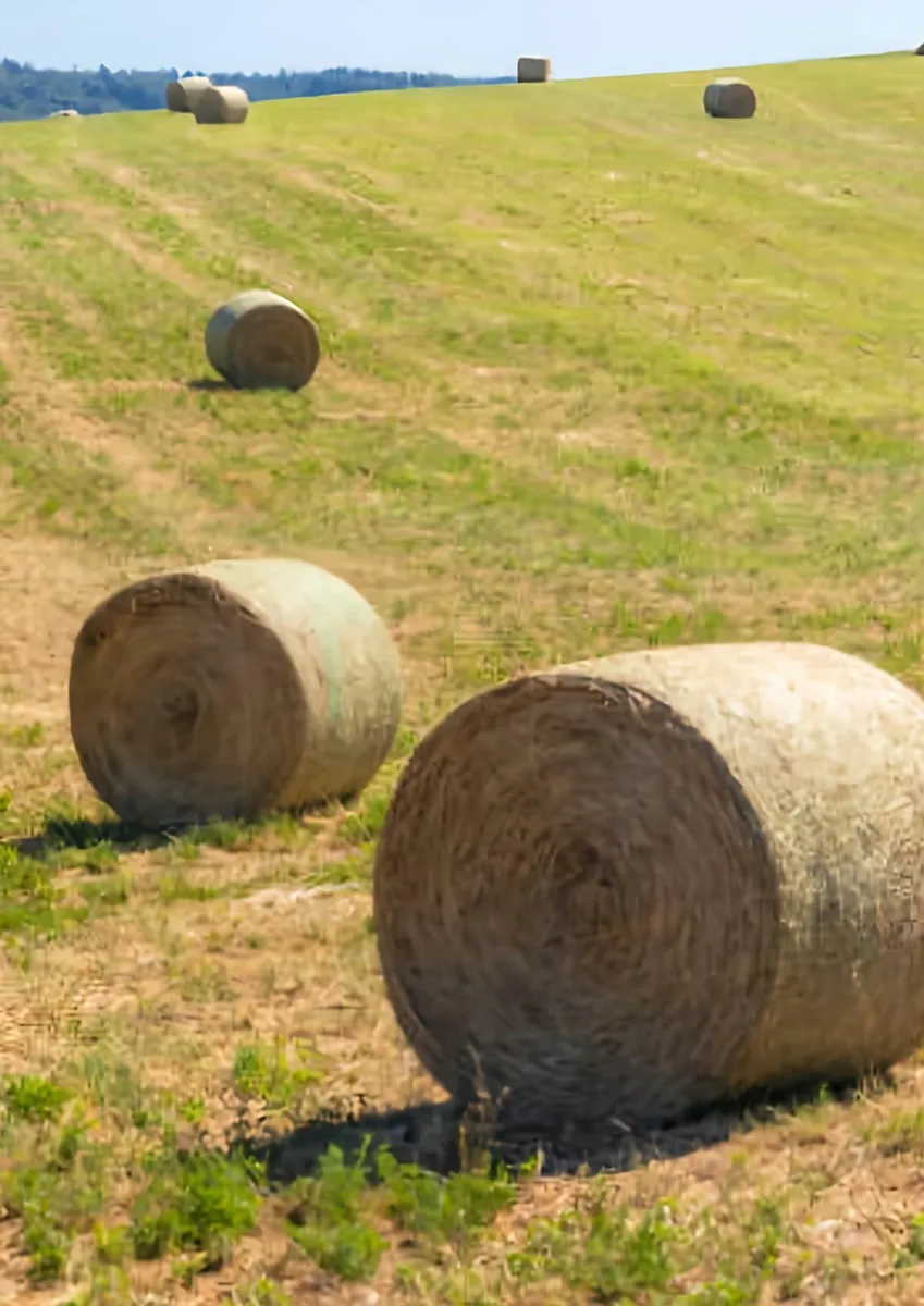 Hay and silage bales - Image 2