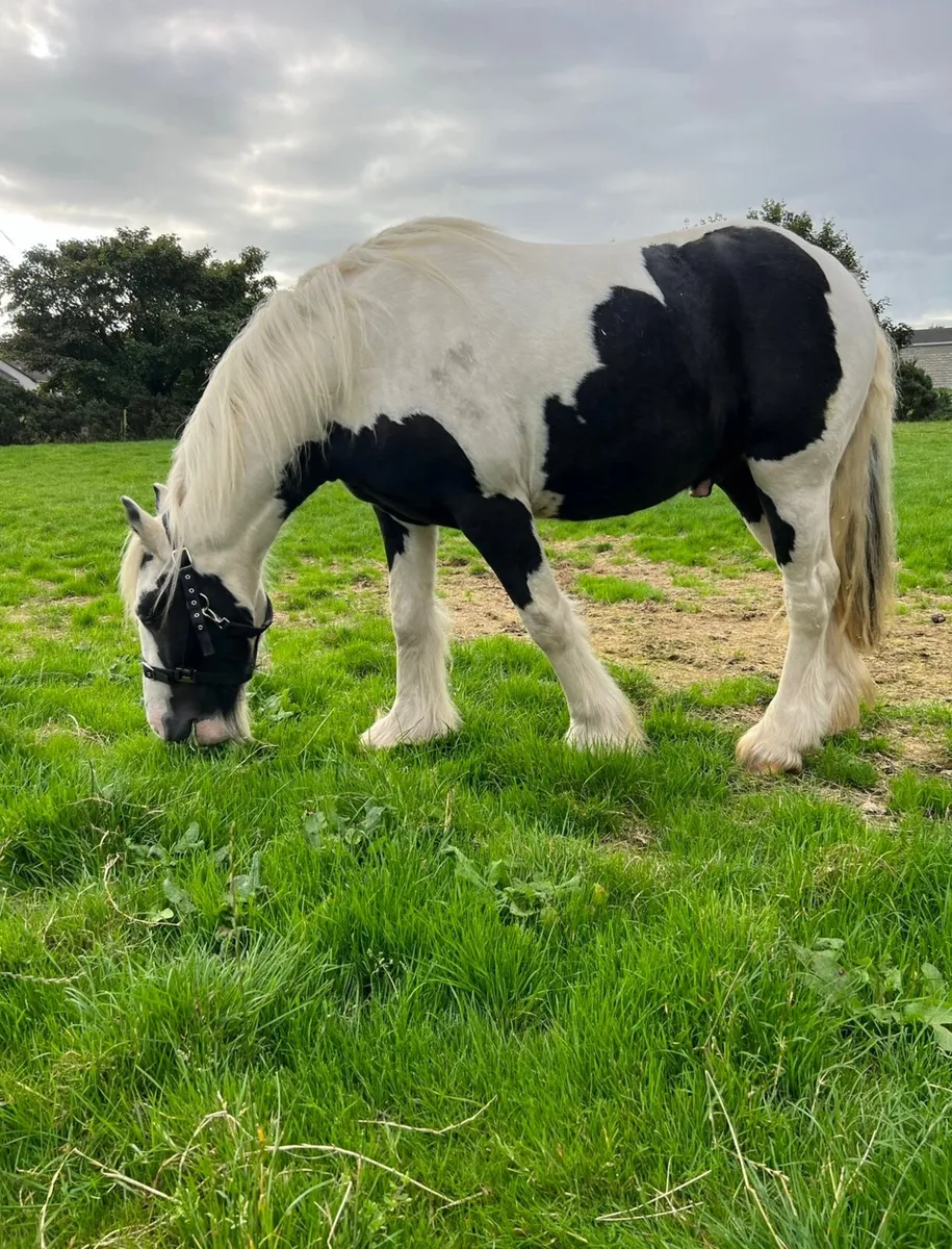 Meet Jack The 7 Year Old Gelding - Image 1