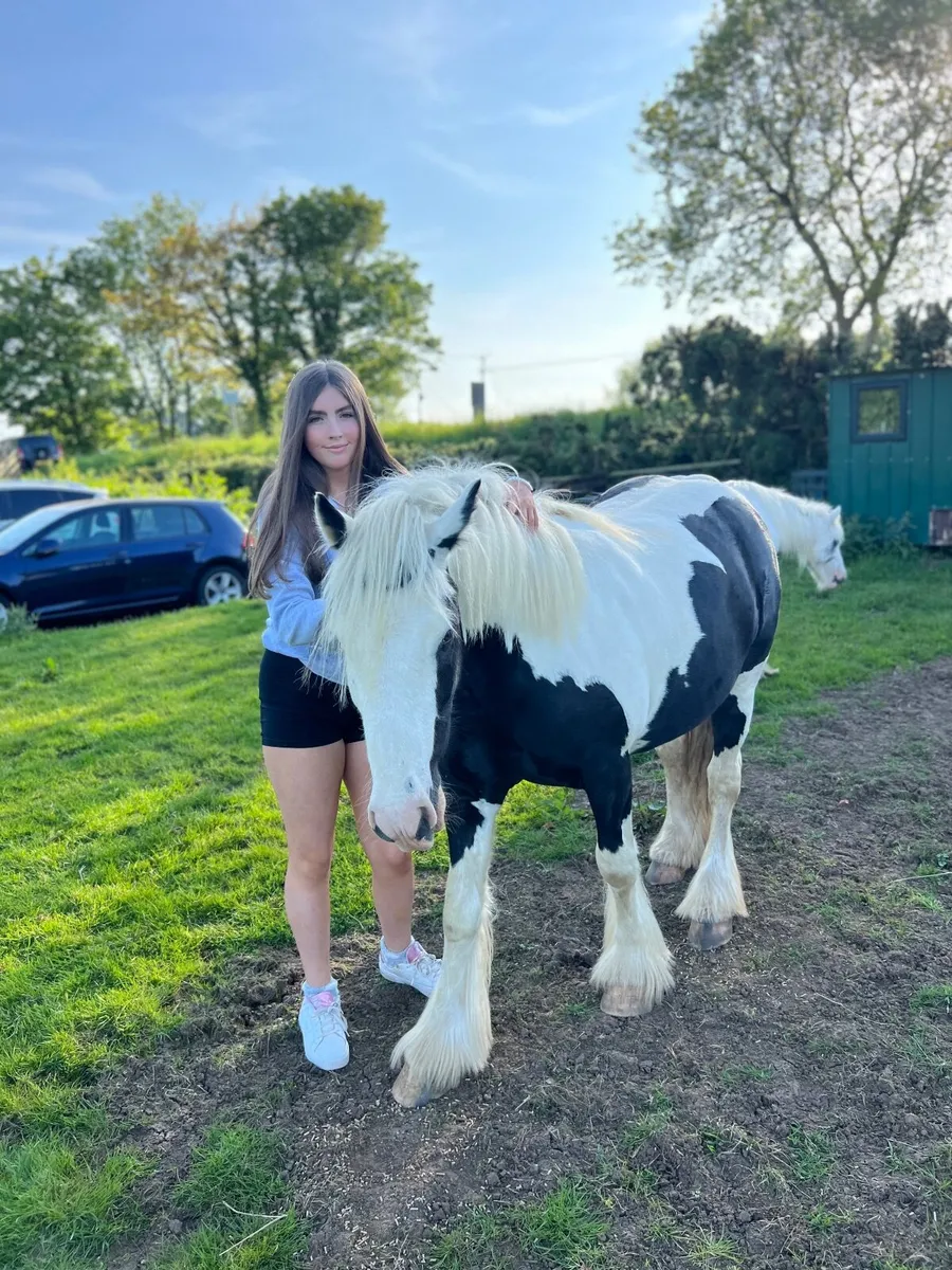 Meet Jack The 7 Year Old Gelding - Image 2