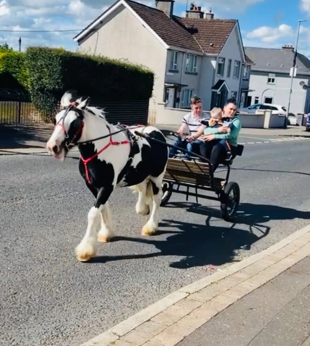 Meet Jack The 7 Year Old Gelding - Image 3