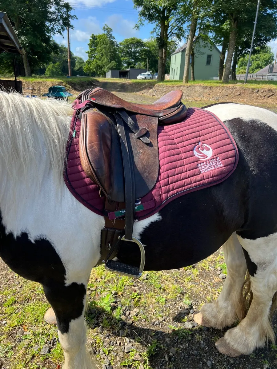 Meet Jack The 7 Year Old Gelding - Image 4