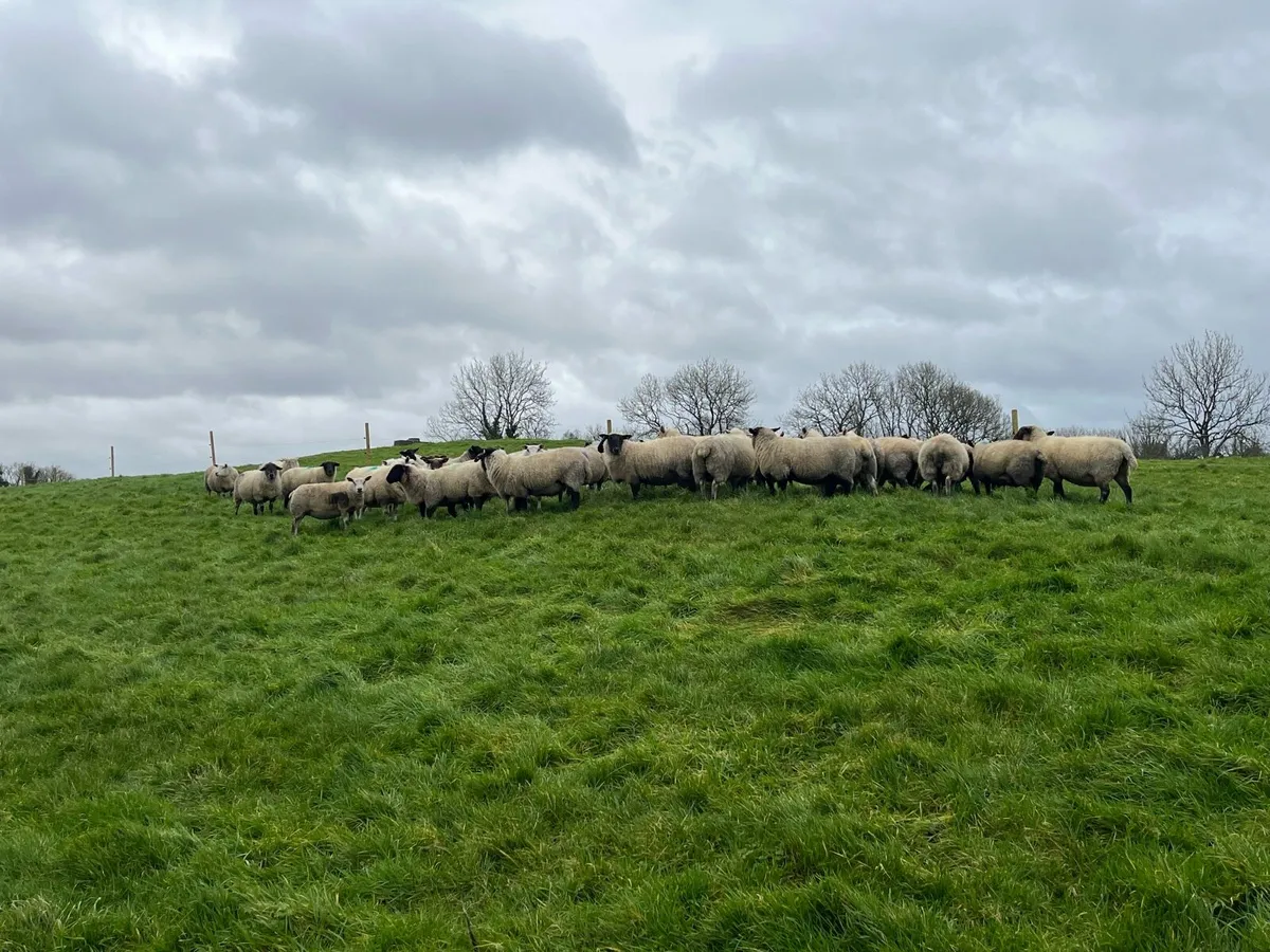 In Lamb Ewes - Image 1