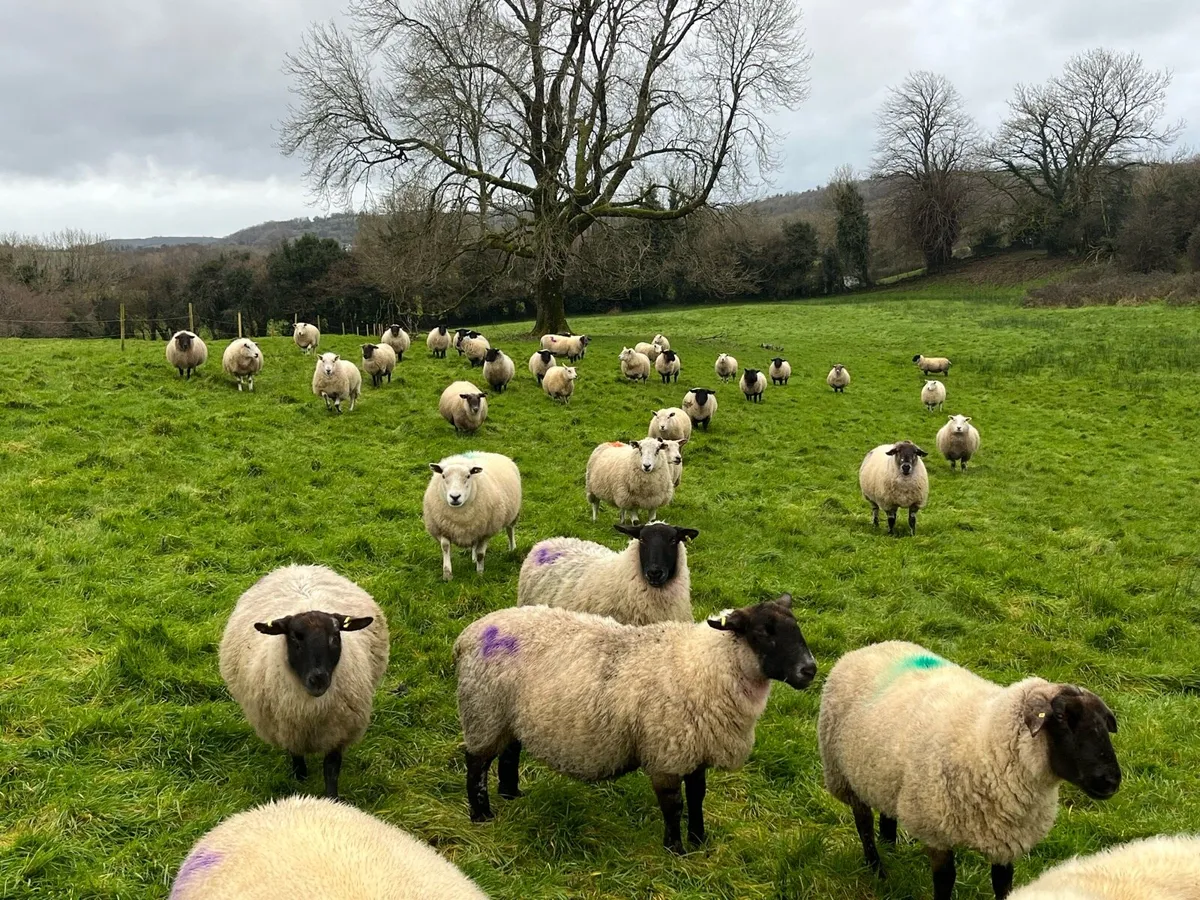 In Lamb Ewes - Image 2